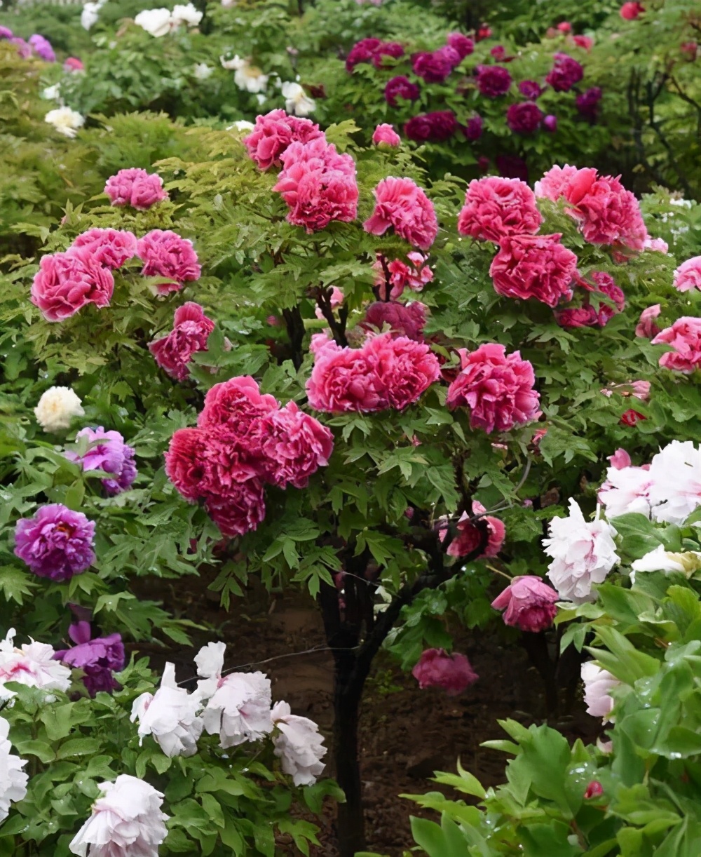 4种"富贵花"能活一百年,家里养一盆,留给下一代,越来越值钱