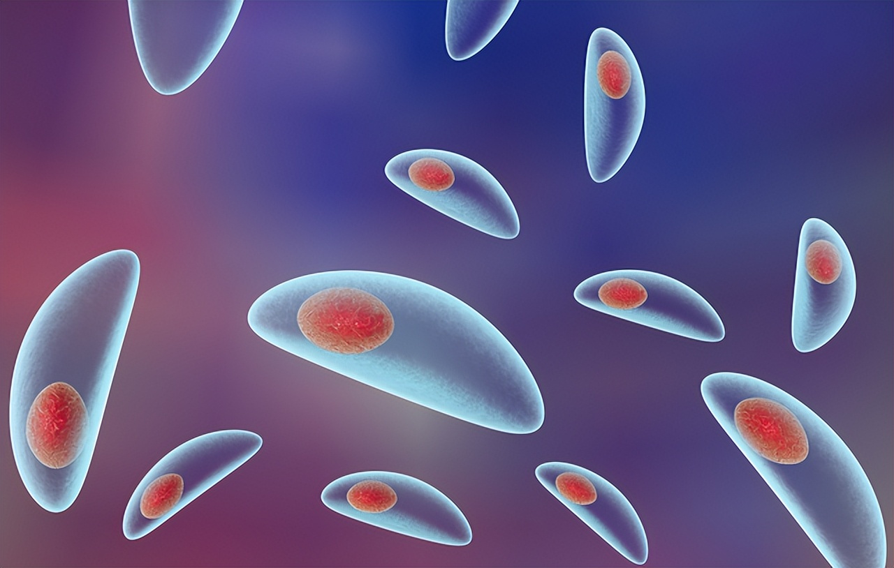 人体弓形虫:全球30%人携带却无疫苗,活体寄生或能操控思维