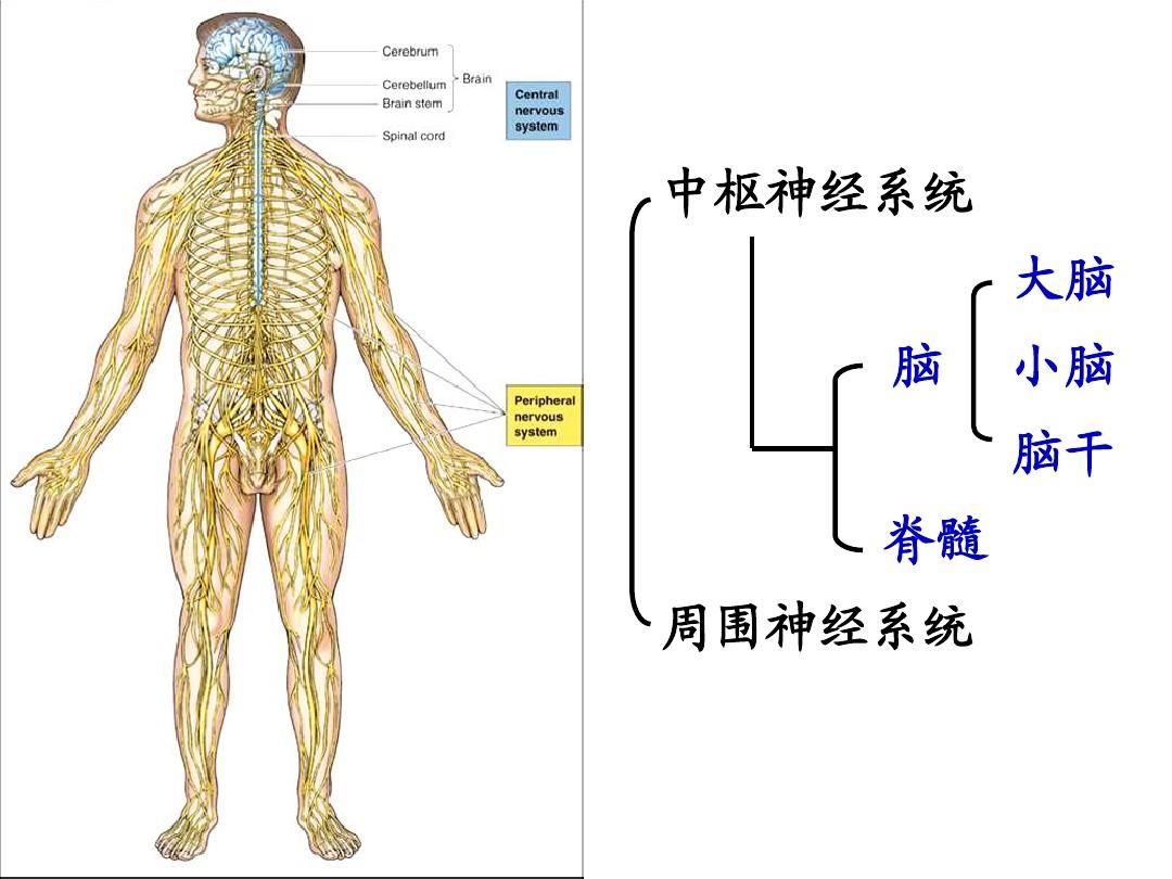 感觉统合基础:神经系统的组成