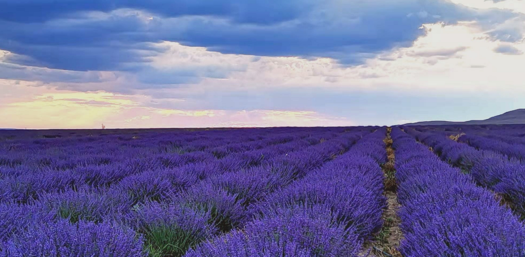 伊犁这个坐拥两万亩薰衣草花海正式迎来颜值巅峰
