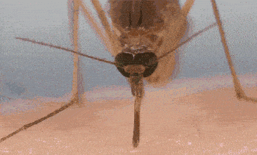 蚊子最大的“天敌”，竟不是蚊香？可别不信，只需5分钟蚊子消失-有驾