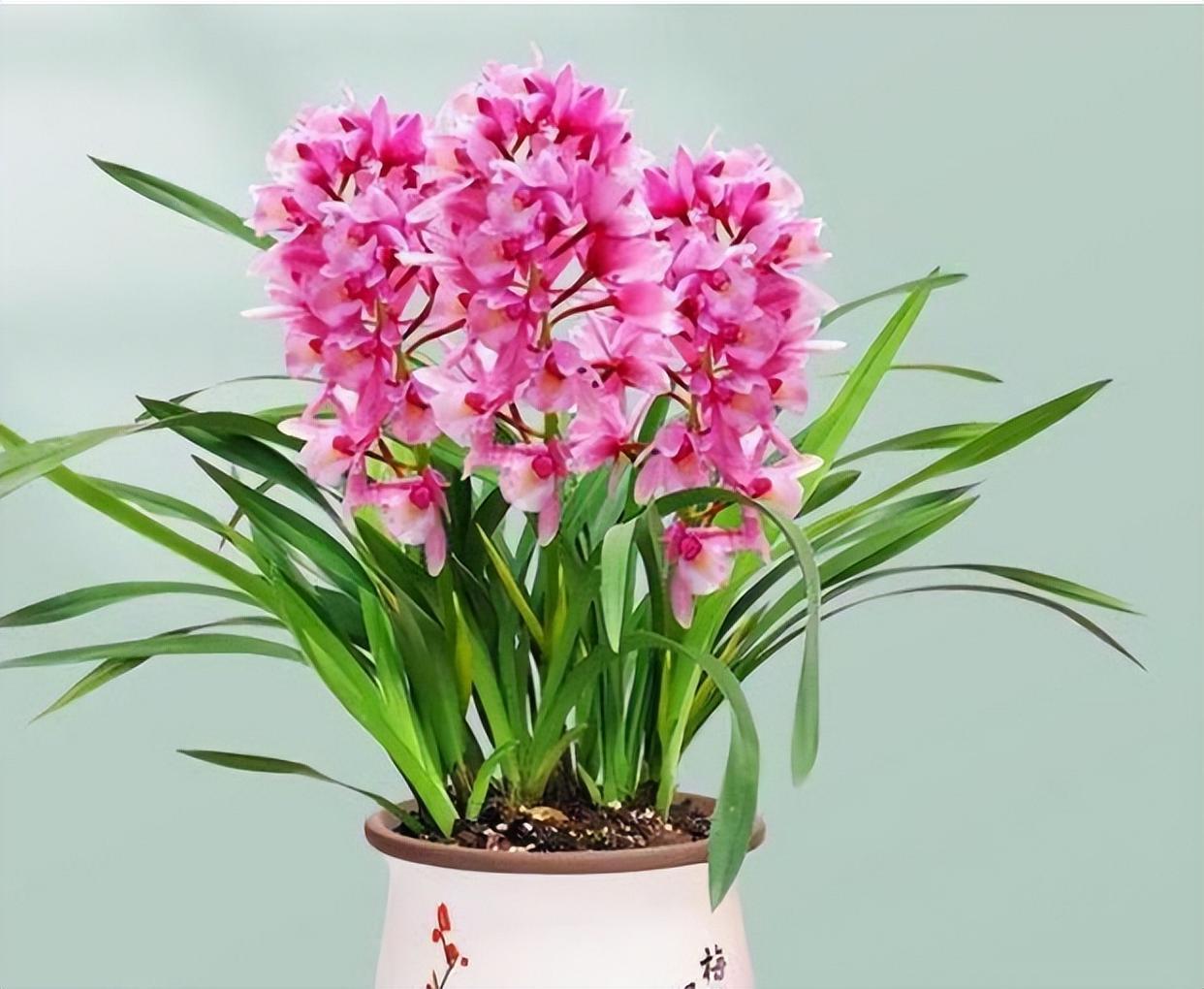 香妃兰是"香花之首",花色艳丽,香气扑鼻,养护简单,花期较长