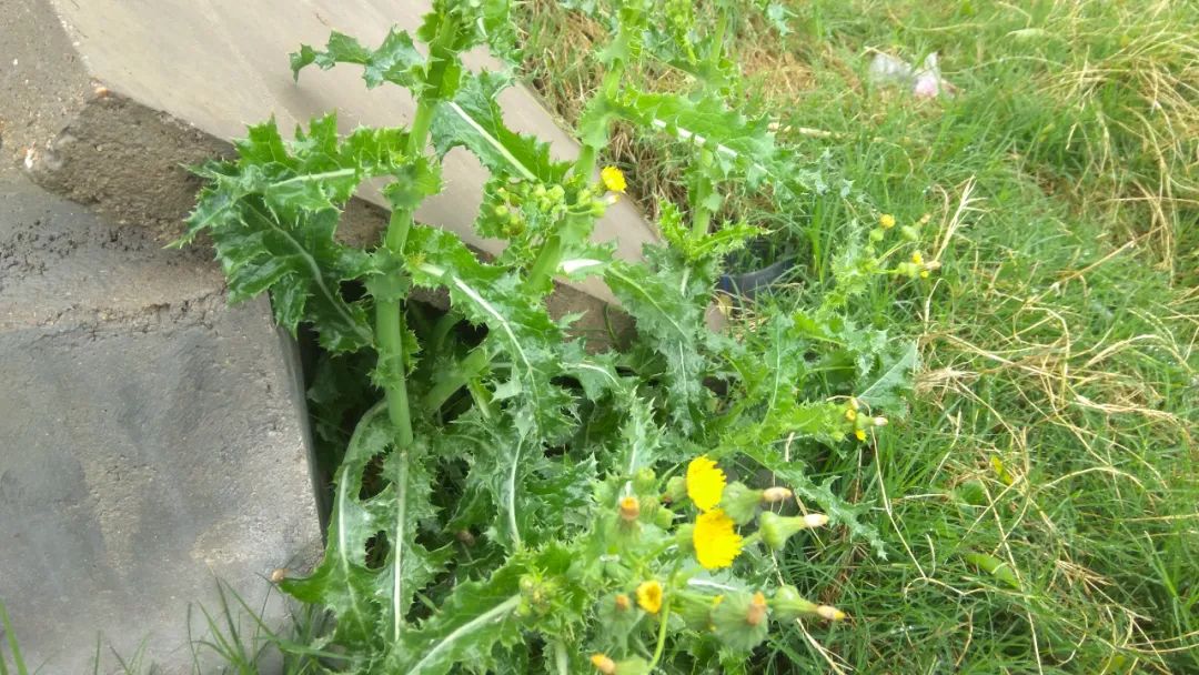 花叶滇苦菜别名图片