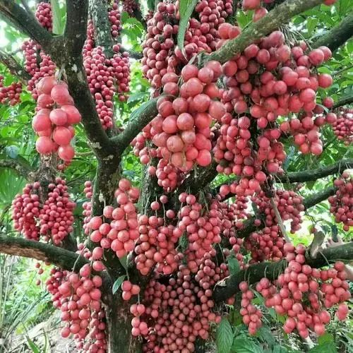 这种云南水果你一定没吃过