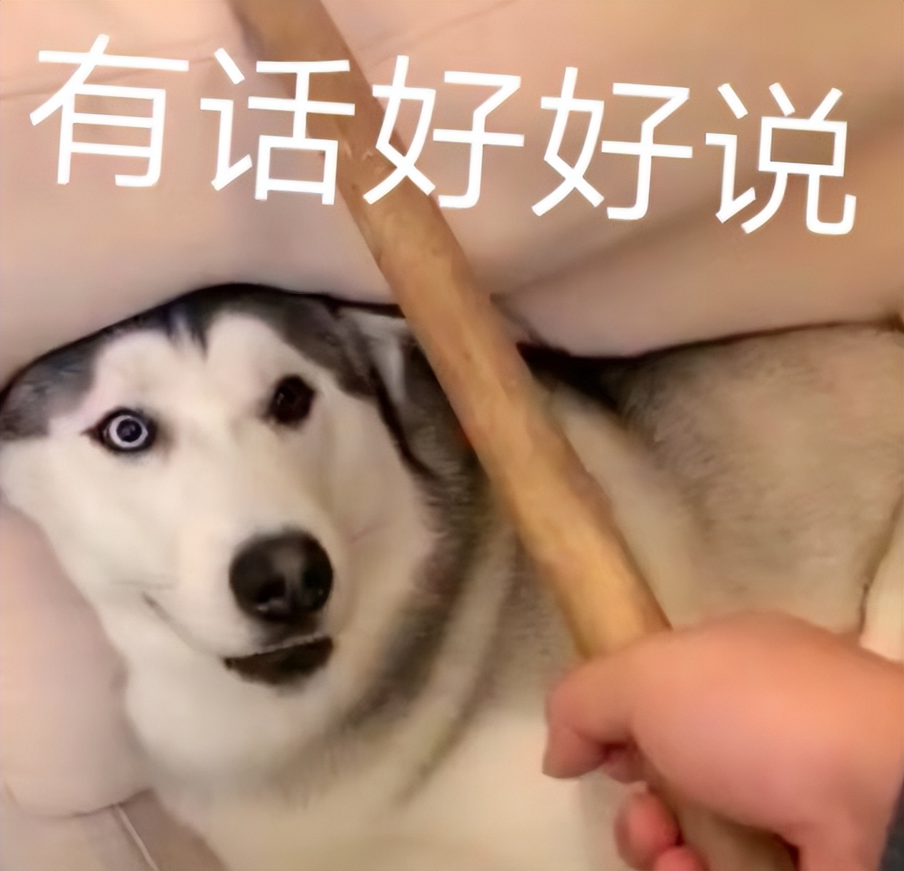 狗狗和人待久了