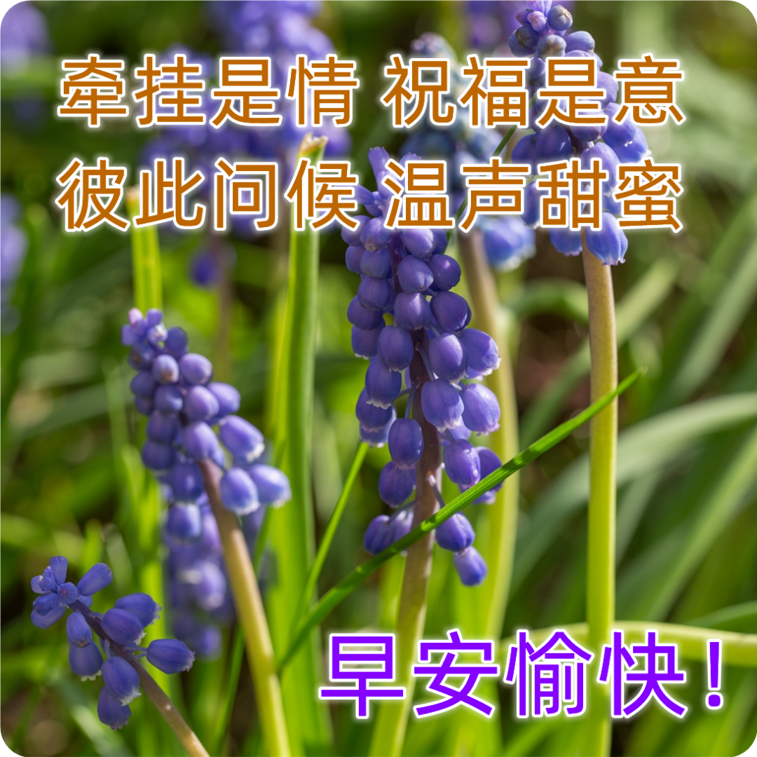 早上好快樂問候祝福短信大全,早晨好漂亮早上問候圖片鮮花帶字