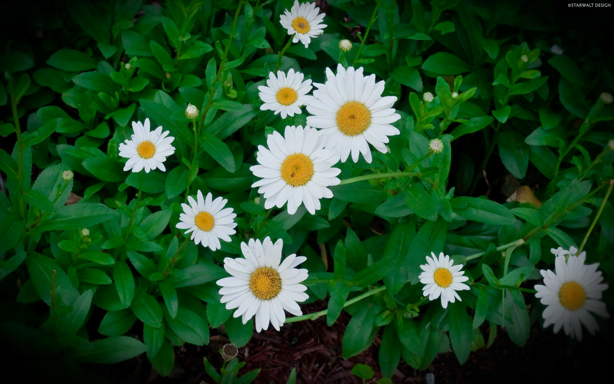 今天我将详细介绍如何正确使用浓缩营养液花肥,让你的花朵绽放迷人的