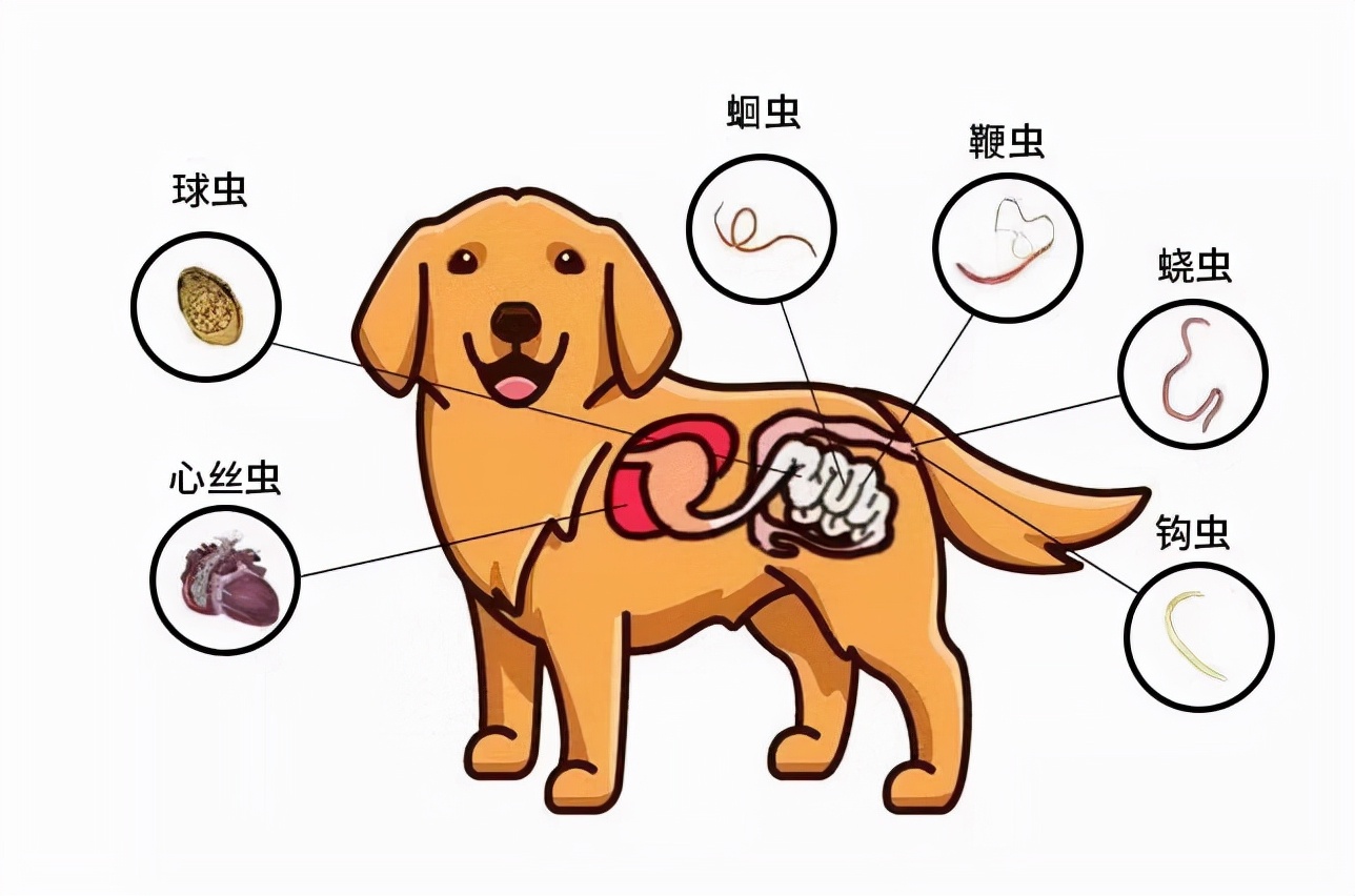 狗狗感染球虫的症状图片