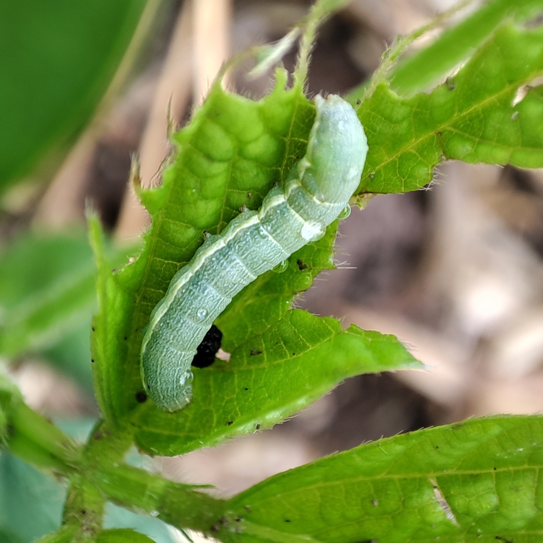 夜蛾类害虫肉虫怎么防治能做到一季无虫
