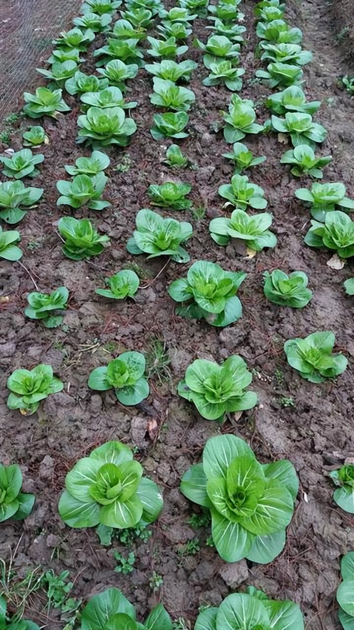 甘蔗渣栽花图片