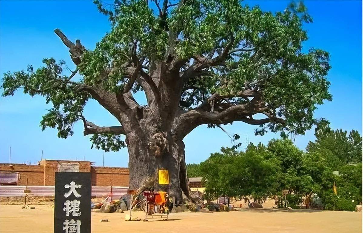 为什么北方人从小都听过洪洞县大槐树老鸹窝,这到底是什么典故?