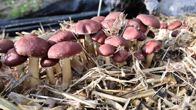 新疆温泉县:林下种大球盖菇一地生多金