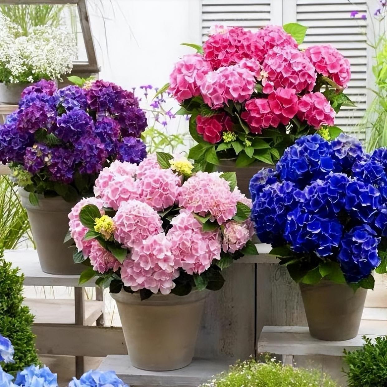 能长成"巨无霸"的绣球花,花色繁多,花球巨大,邻居看了也喜欢