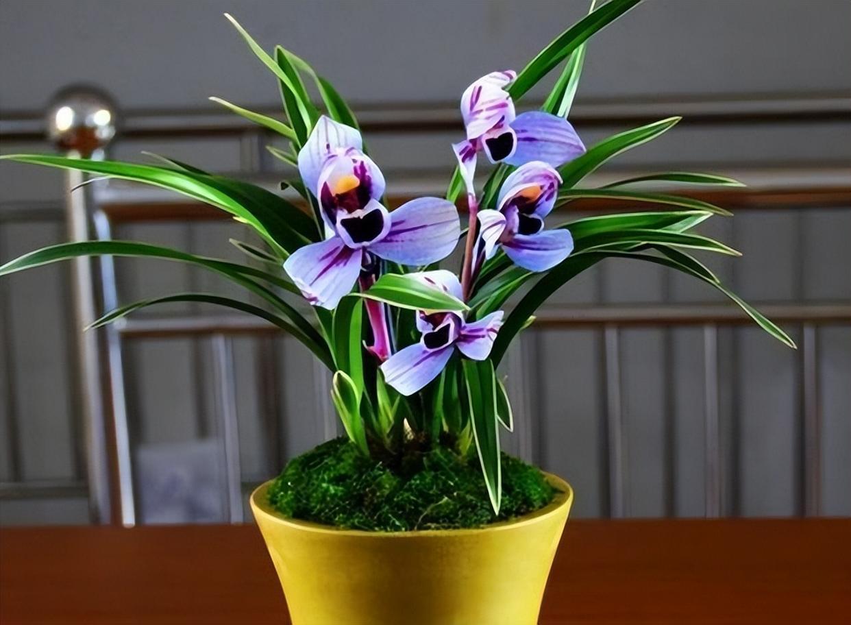 建兰"紫月荷",正格荷瓣,叶艺俱佳,性价比高,市面上很少见