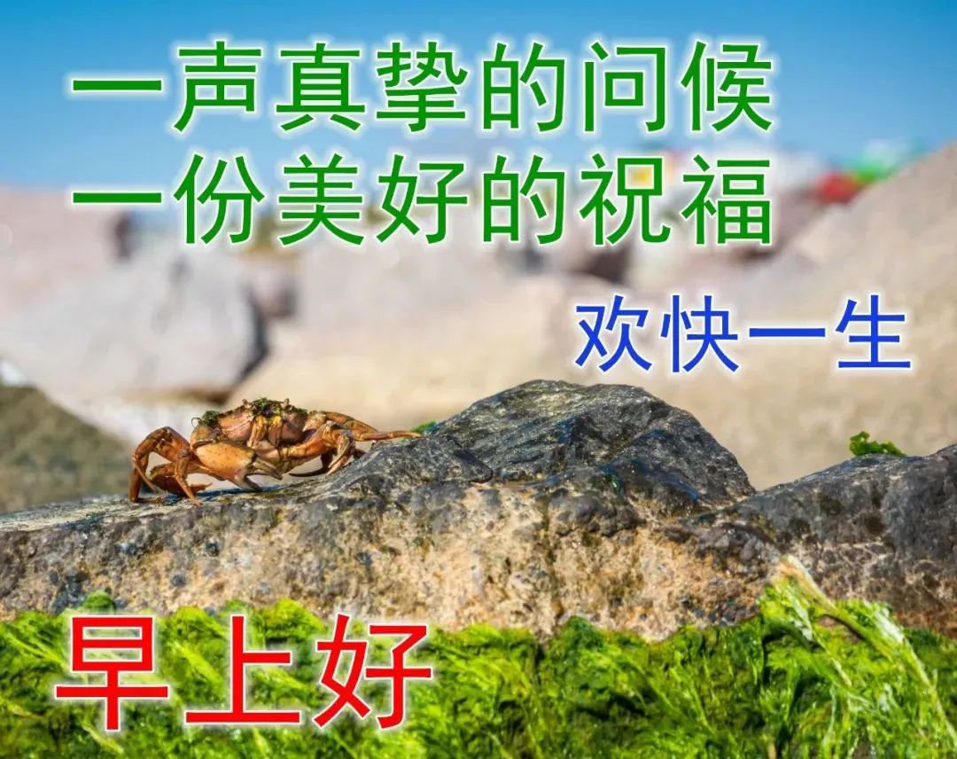 特漂亮早上好表情圖片帶鮮花 2023最新版早上好表情圖片