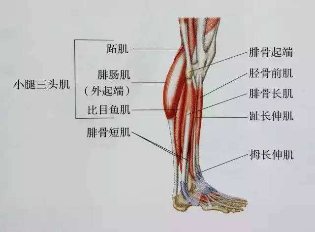 小腿迎面骨疼图片