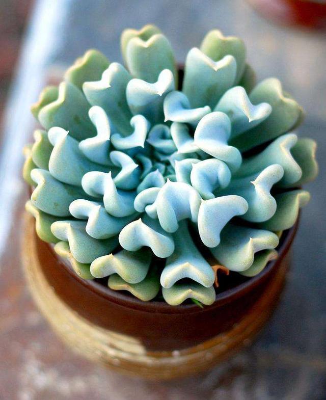 100种超好养,还好看的多肉推荐,图名并茂,肉迷们先收藏(下)