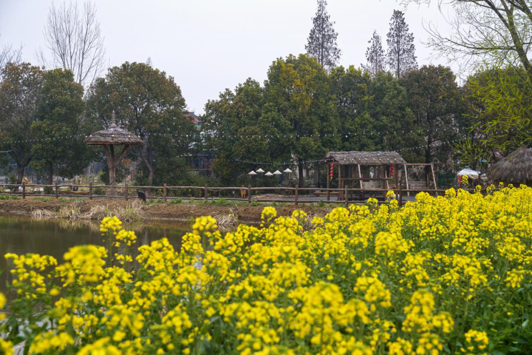 溧阳竹箦:用光影解锁春天!