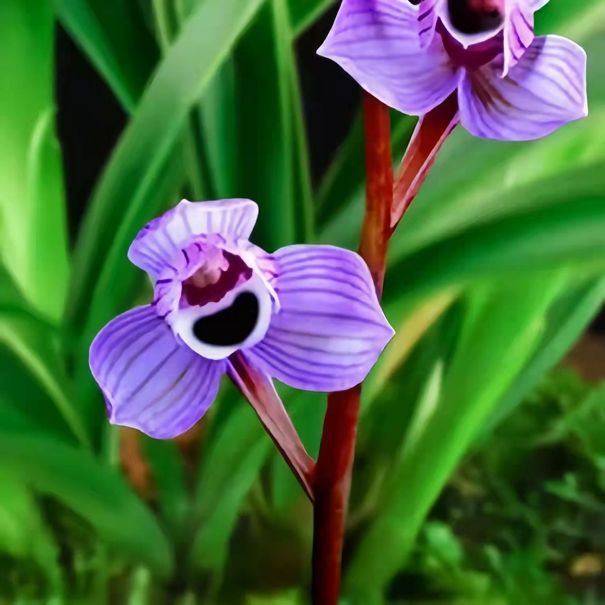 兰花界新宠"紫月荷",又美又仙,花色新奇,香味扑鼻,养护简单