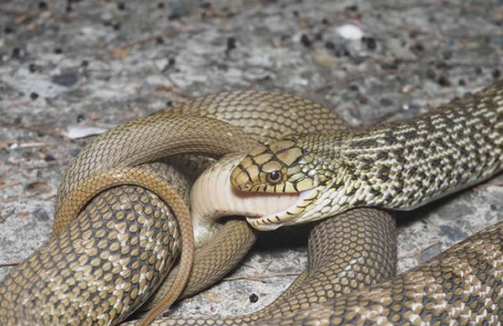 公园跑步时遇见2条王锦蛇打架,当场蛇吃蛇