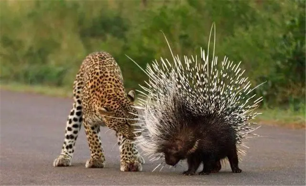 花豹捕猎豪猪,试图攻击其腹部,却被豪猪刺中口鼻,疼得龇牙咧嘴