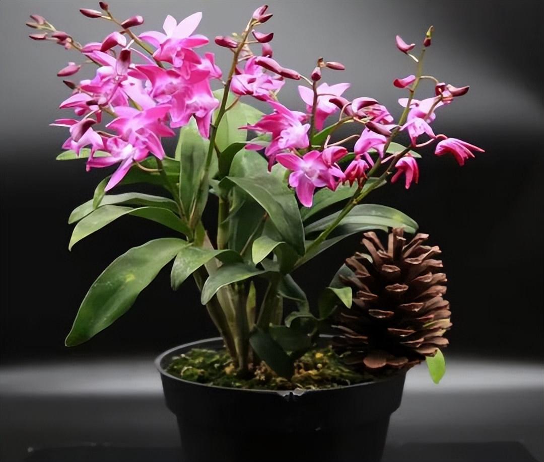 这花叫"澳洲香水石斛",香味浓烈花美艳,带你欣赏一下