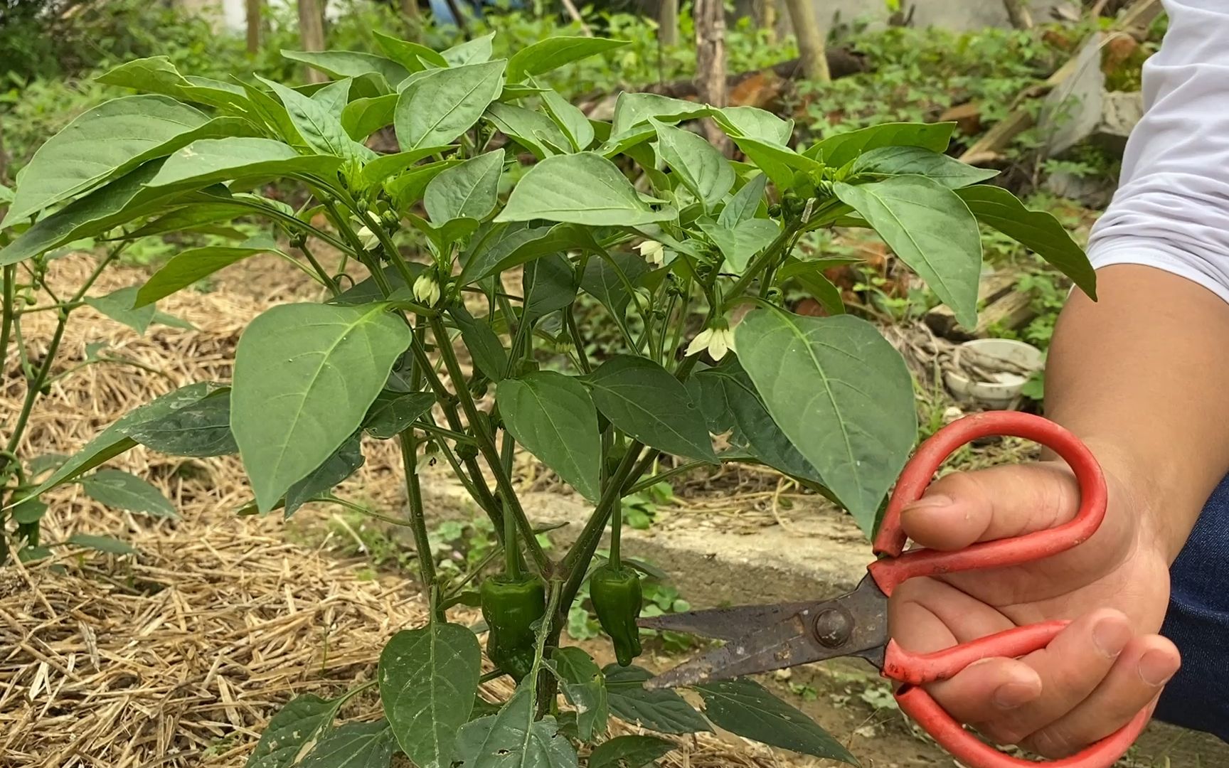 辣椒种植技巧,掌握苗床和定植管理的方法,提高生长量