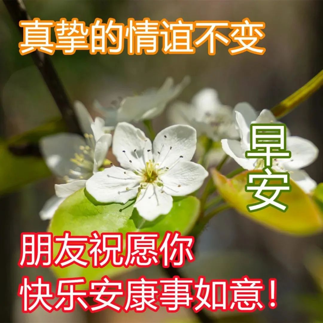 初春清晨早上問候語及關心話 早上好圖片鮮花帶字問候