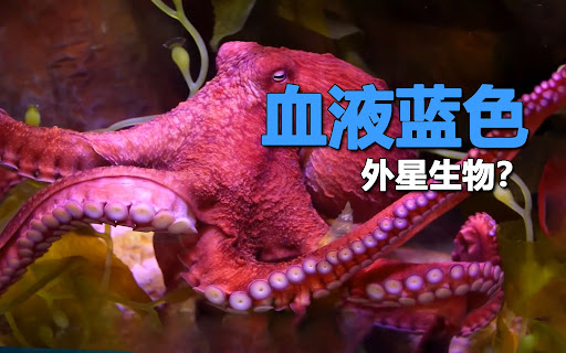血液都是红色的?其实,红色血液只是少数动物拥有的