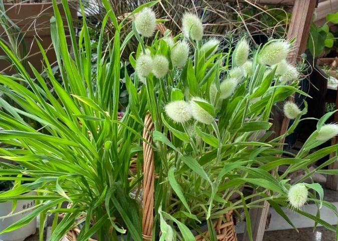 兔尾草不是杂草,毛茸茸的小清新,很好养且观赏性高