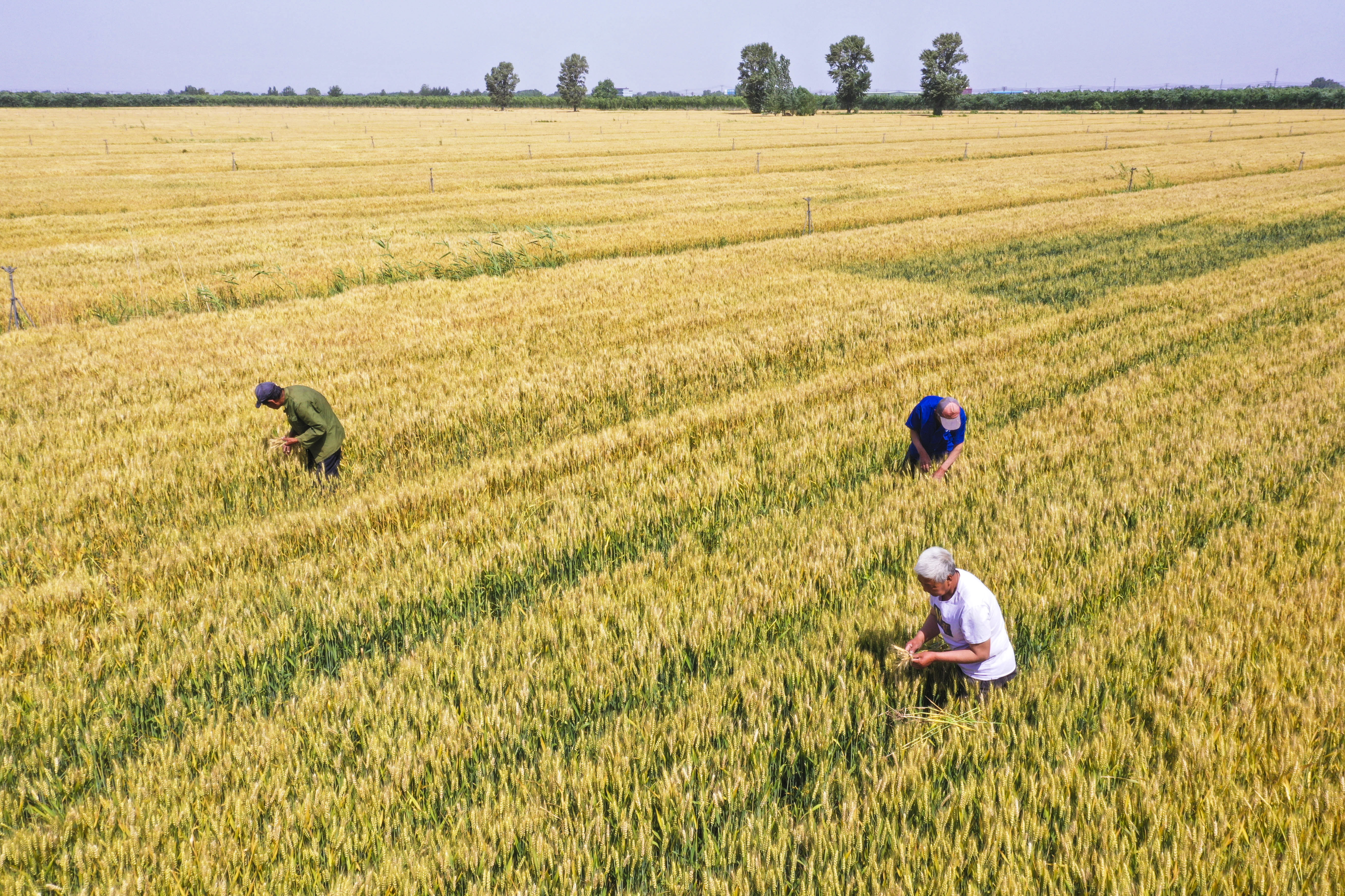 6月4日,河北大城县振华粮食种植农民专业合作社种植的节水小麦丰收