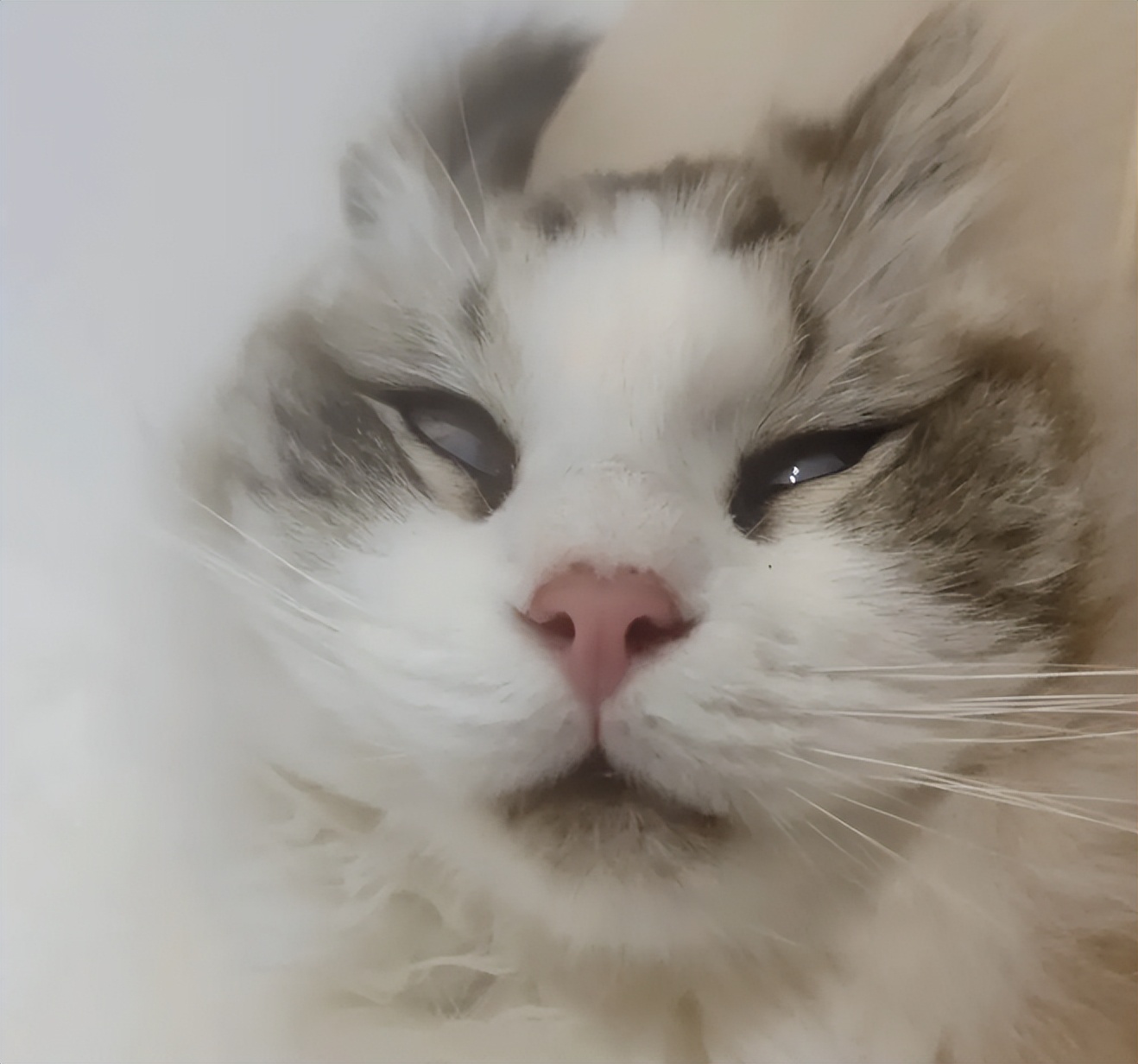 揭秘猫咪翻白眼:是病态还是习性,习以为常还是异常现象?