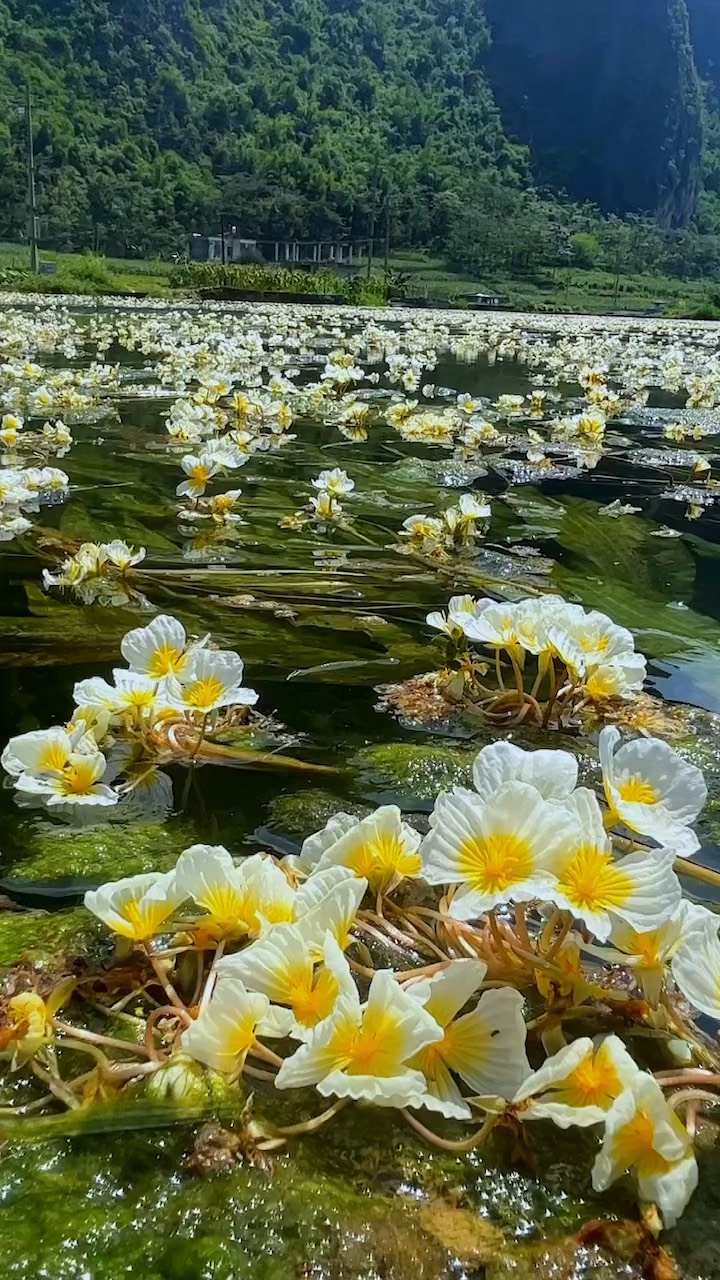 海花是什么植物图片