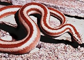动物趣闻:红色蛇类有哪些,盘点世界上十种红色蛇类