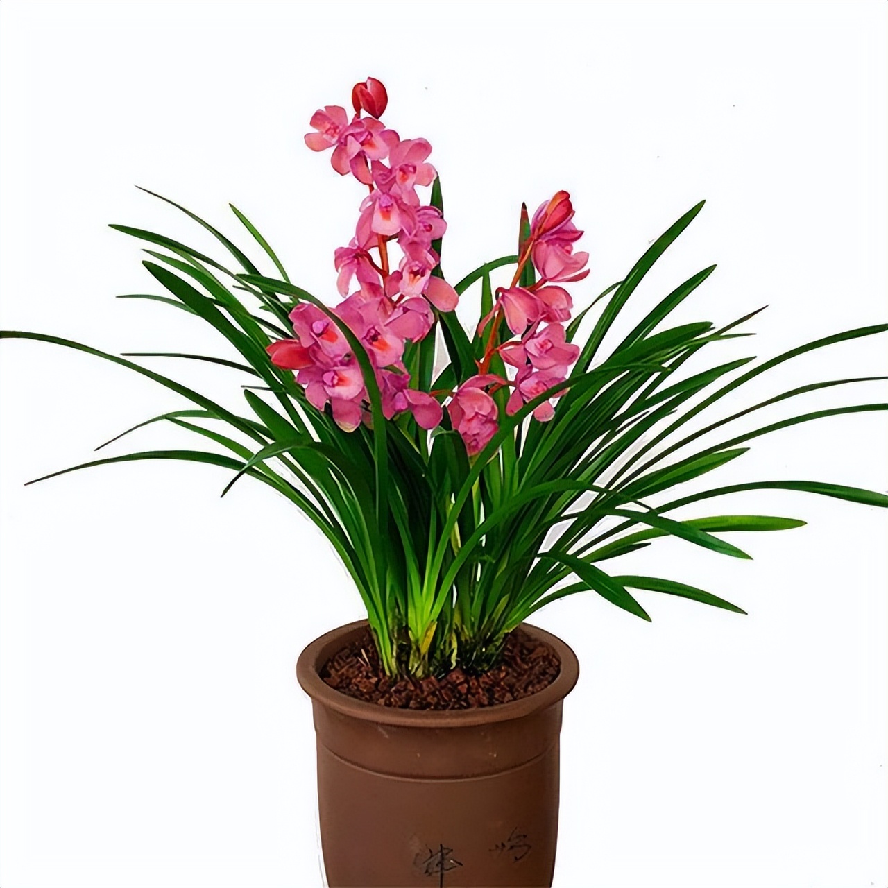 香妃兰是"香花之首",花色艳丽,香气扑鼻,养护简单,花期较长