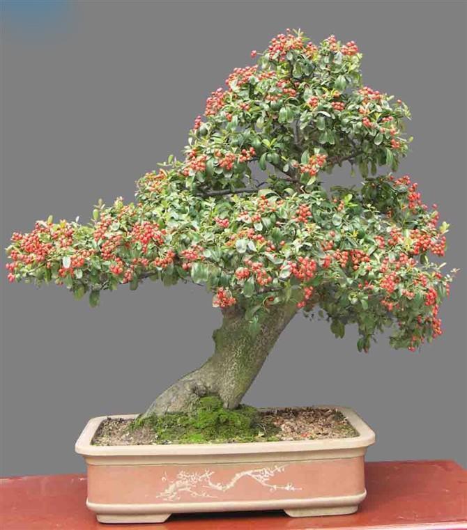 农村山上的1种树,人称"红子刺",是很好的盆景树,一起来看看