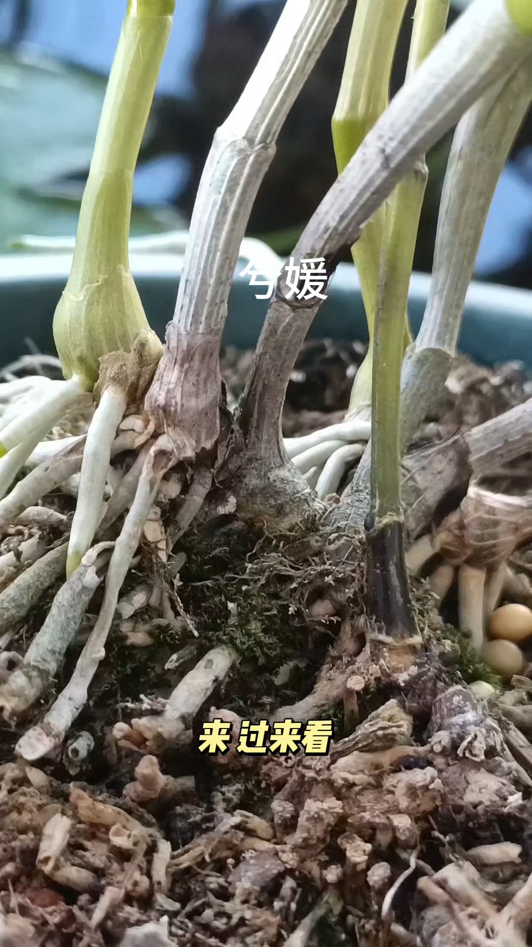 石斛烂根沤根就用根腐快克