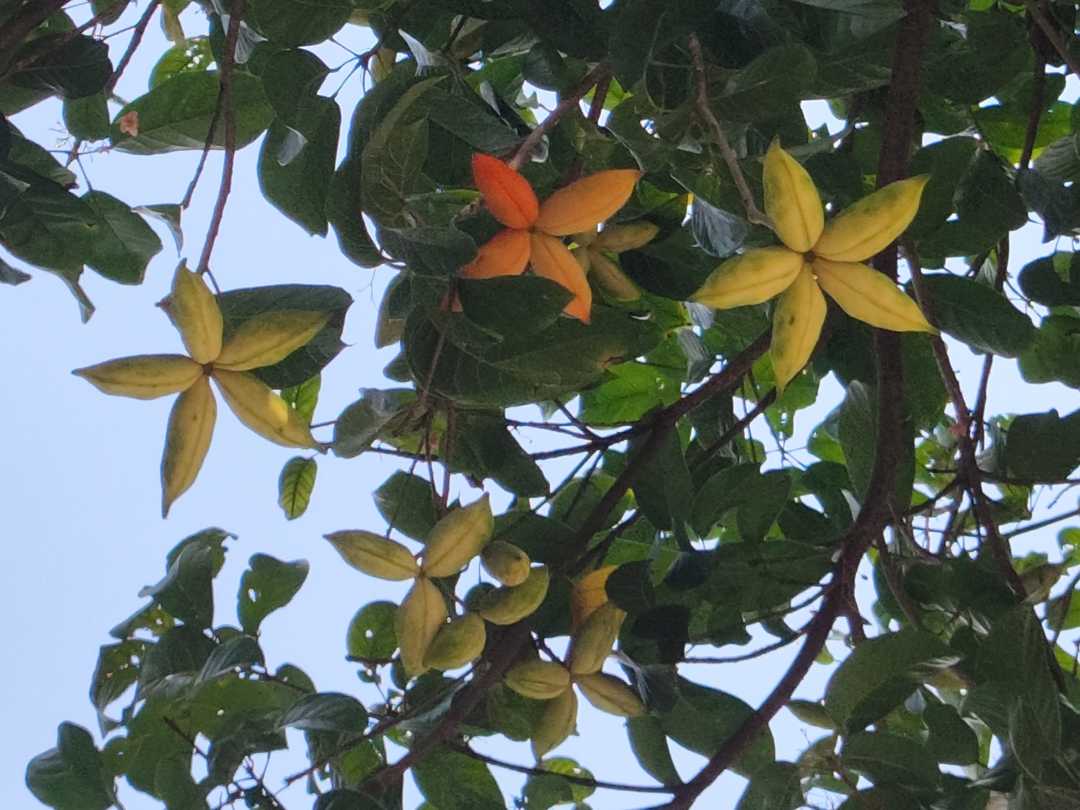 假苹婆:果形独特,颜色艳丽,爆开如花