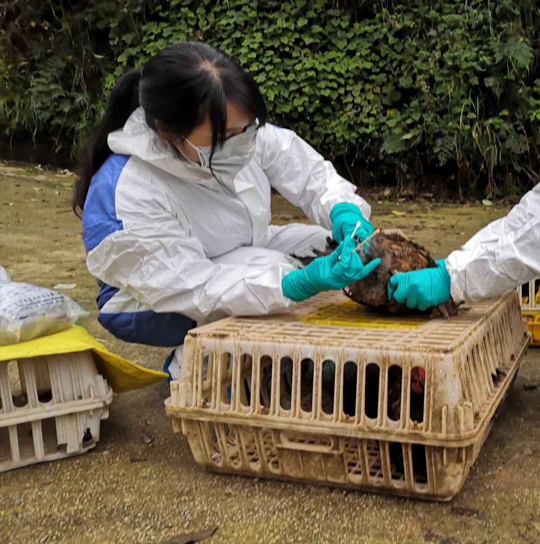 兽医抗疫图鉴 获奖作品分享 防疫保供篇 三 医者同心 医 起抗疫 何菊 牧科传媒