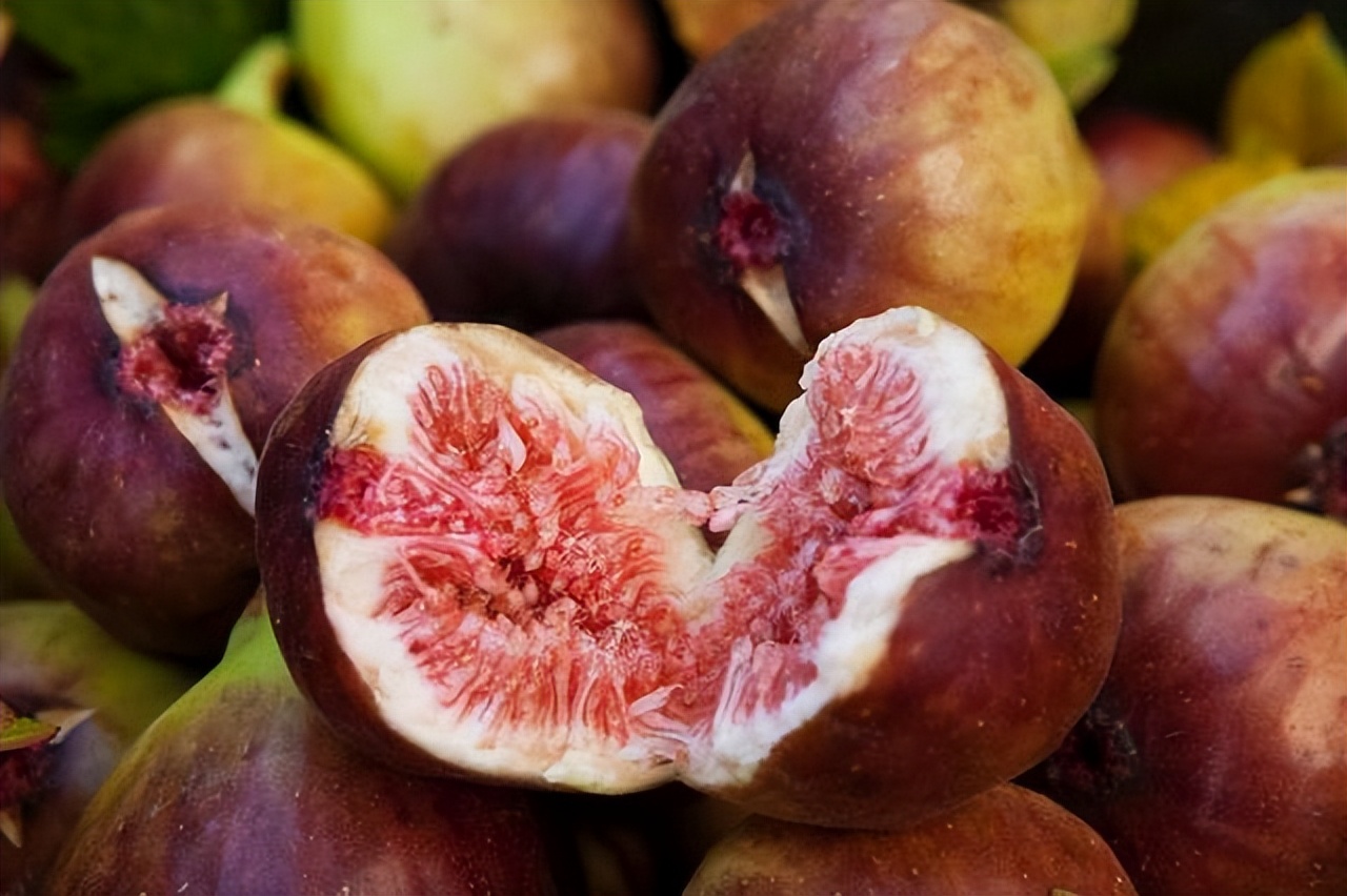 无花果中的良种"波姬红",种植当年结果,亩产收益高!