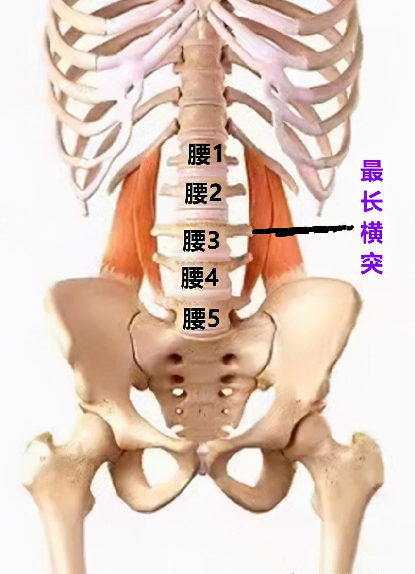 腰椎间盘突出压迫腰椎神经,个别情况会出现半身不遂