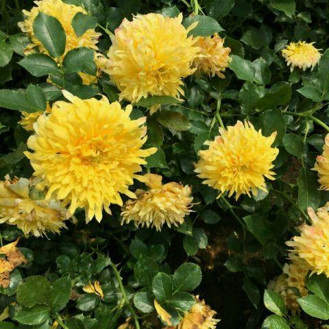 勤花耐高温的烟花波浪月季,花朵像菊花,越晒越红