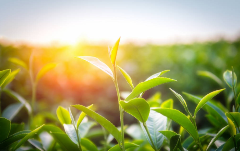 早起的人,灵魂都带着香气