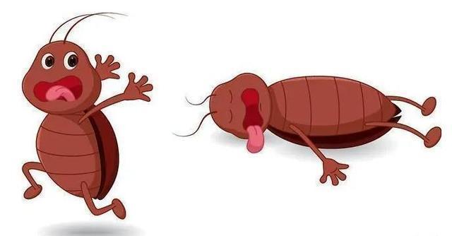 九成人都不懂蟑螂"天敌"是啥?学会家里放个它,蟑螂"都跑光"