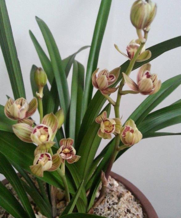 金荷兰花,近乎完美的兰花,皮实好养活,香味不输香水