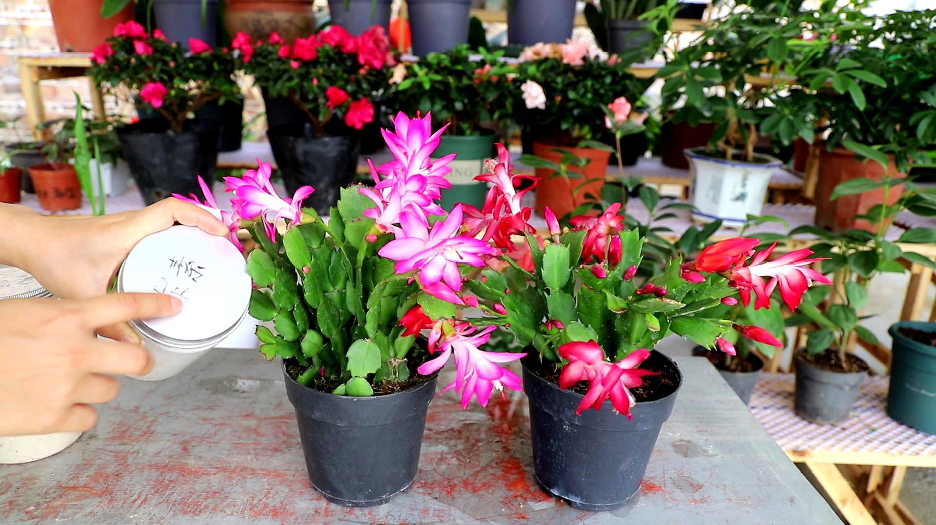 河南时令草花价格