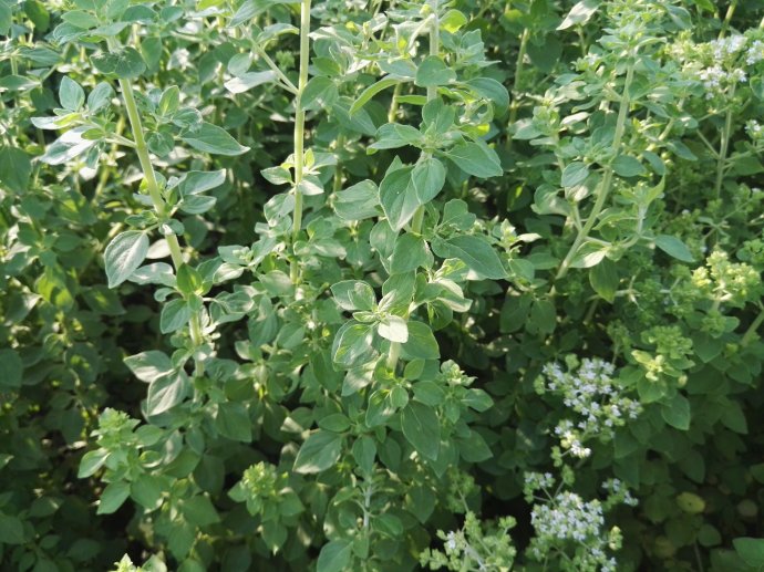 人到中年想长寿,可以多吃三种食物,美容养颜,有益健康!