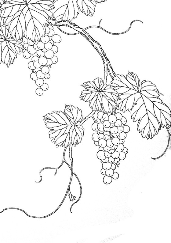 一组白描花鸟(葡萄篇)︱艺术名画