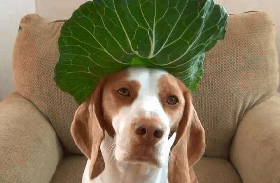 狗狗可以吃包心菜吗?吃包心菜有什么好处,主人要注意什么