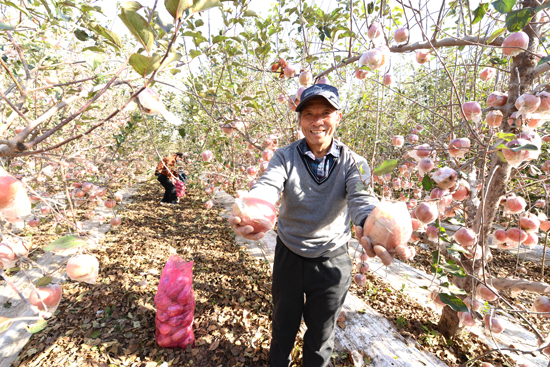 河南省中牟县宋广义邀您品尝黄河滩生态苹果